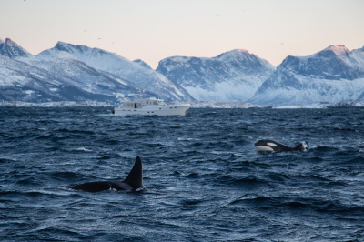 WIR SIND GEZWUNGEN, UNS VON UNSEREM CUSTOM TRAWLER ALTENA 53 ZU VERABSCHIEDEN